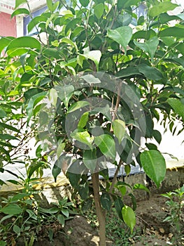 Ficus Benjamina (Weeping Fig) photo